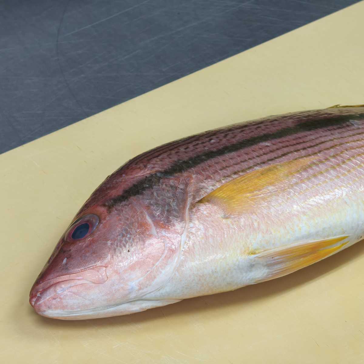 ヨコスジフエダイ